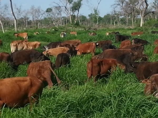 ESTANCIA EN VENTA EN POZO AZUL - BOQUERON