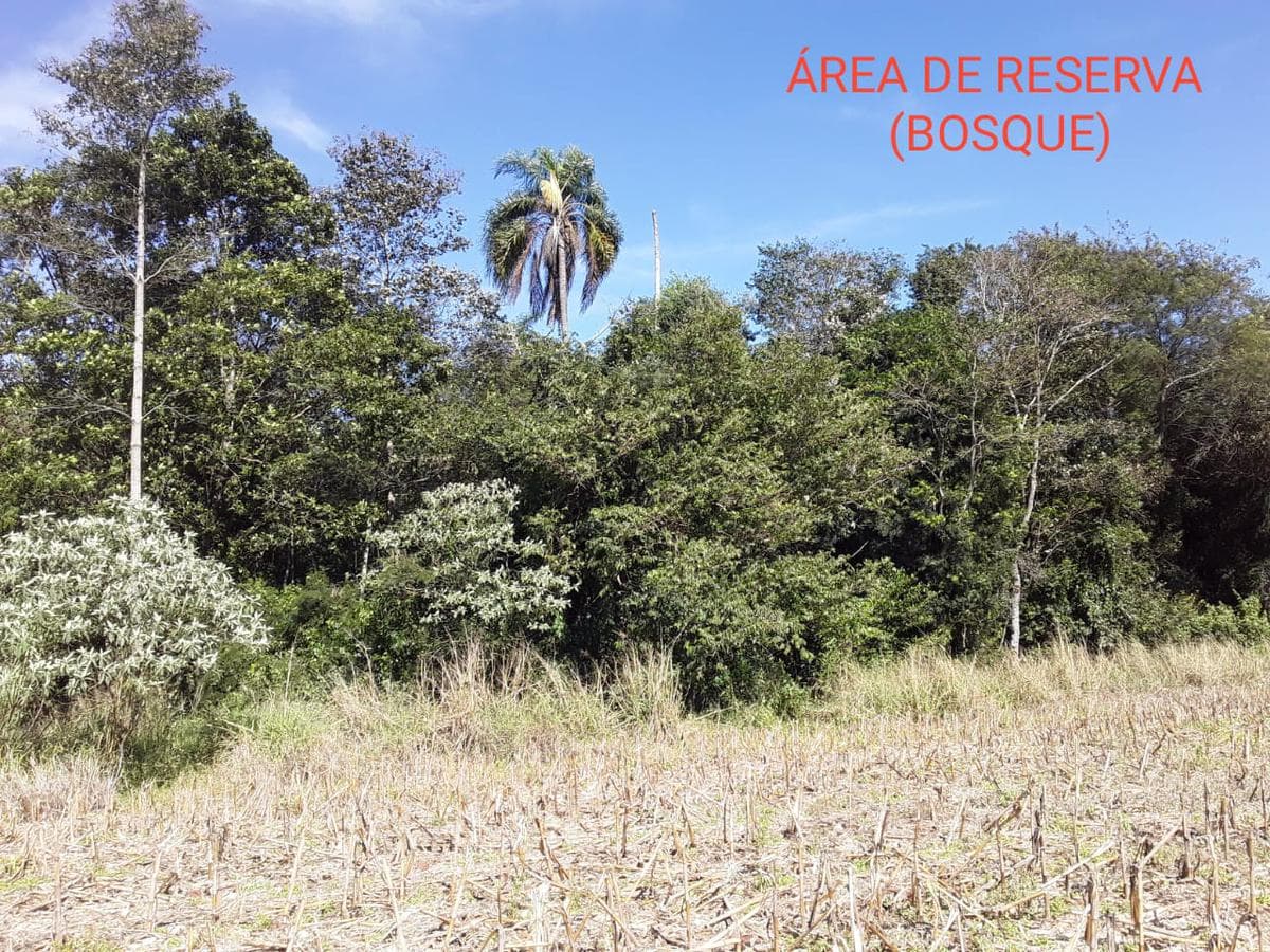 VENDO 44 HAS DE CAMPO MUNICIPIO RAUL ARSENIO OVIEDO A 35 KM (CAMPO 9)