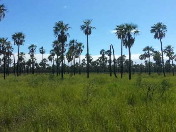 ESTANCIA EN VENTA EN POZO AZUL - BOQUERON – 2