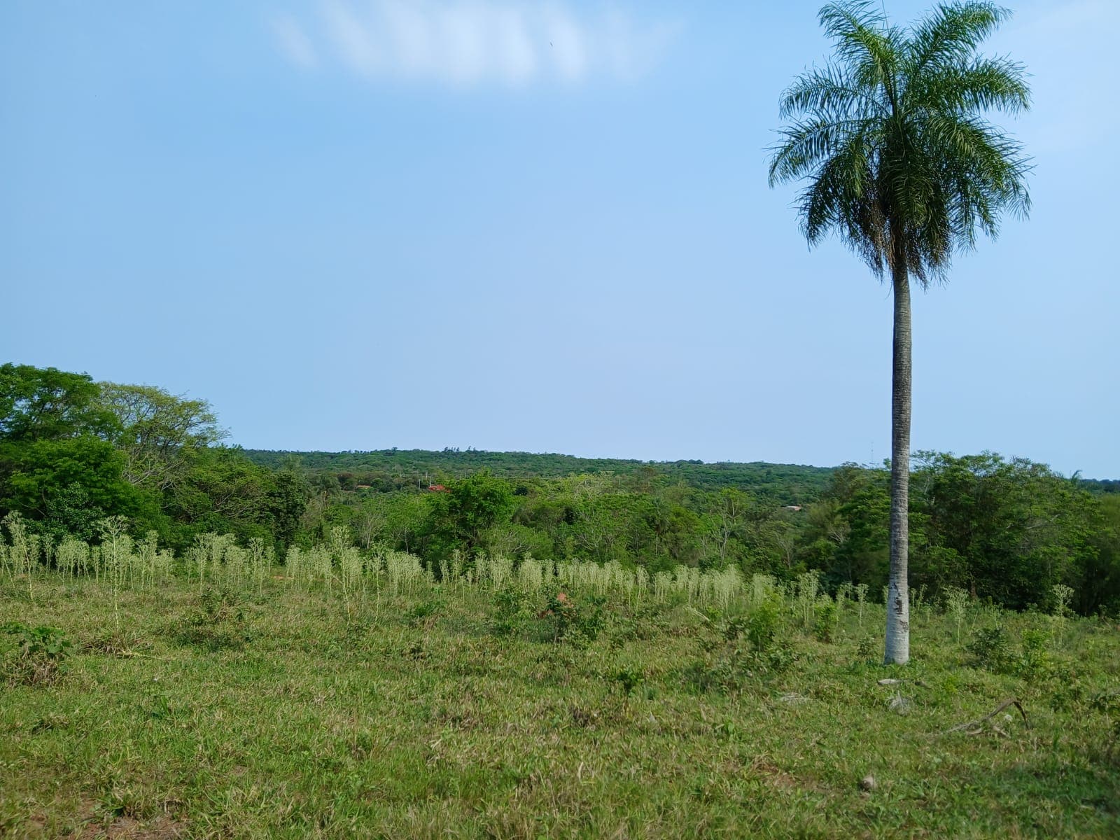 VENDO TERRENO EN LA CIUDAD DE ALTOS – 2