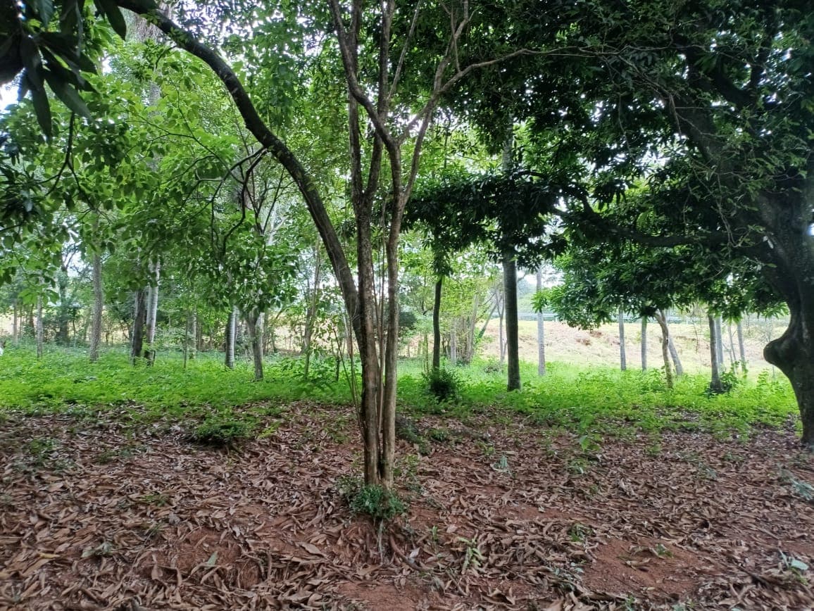 Vendo Terreno En Caacupe Cerro Real – 2