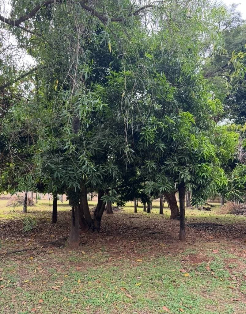 EN VENTA – Terreno De 9.661 m² Con Salida A 3 Calles En Luque – 2