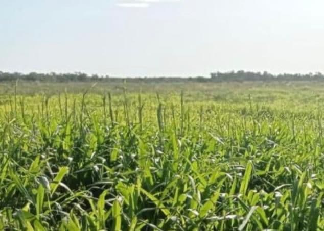 Vendo Estancia de 20.000 has en Alto Paraguay-CLLA4993208