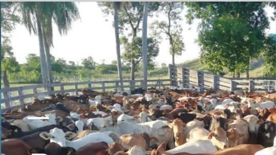 Vendo Estancia de 20.000 has en Alto Paraguay-CLLA4993208 – 3