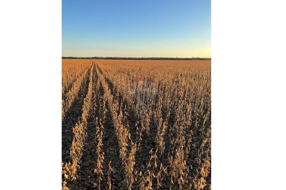 VENDO 600 HECTAREAS EN SAN PEDRO DEL PARANA