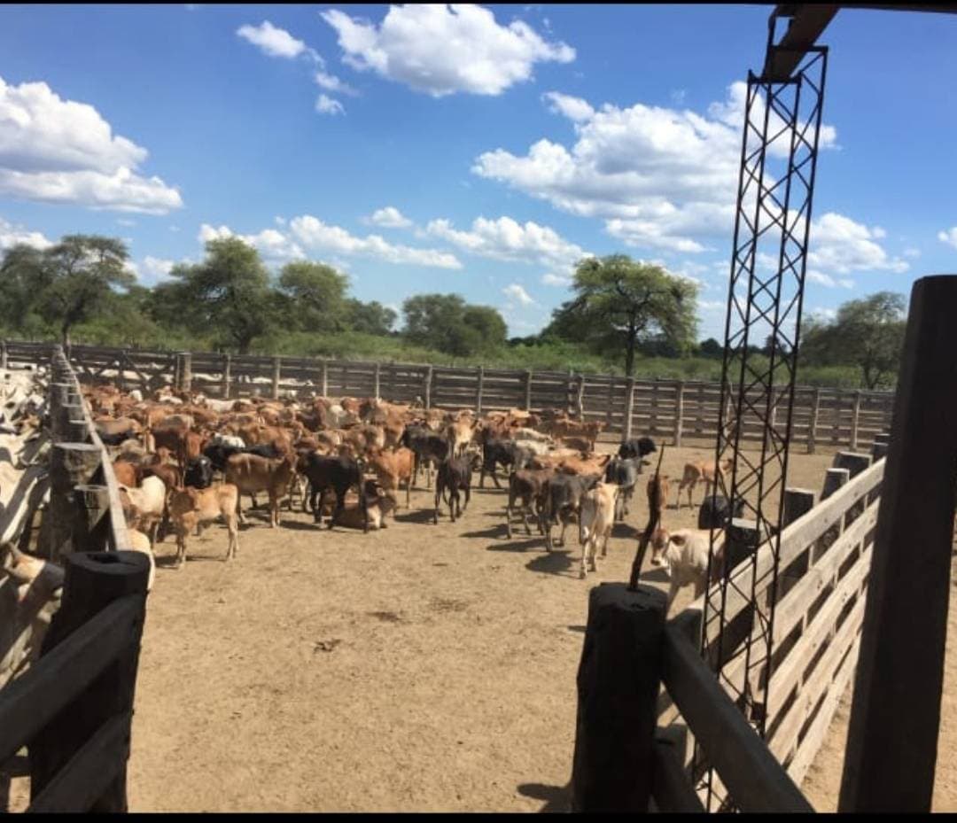 ESTABLECIMIENTO AGRO-GANANDERO EN BOQUERON – 3