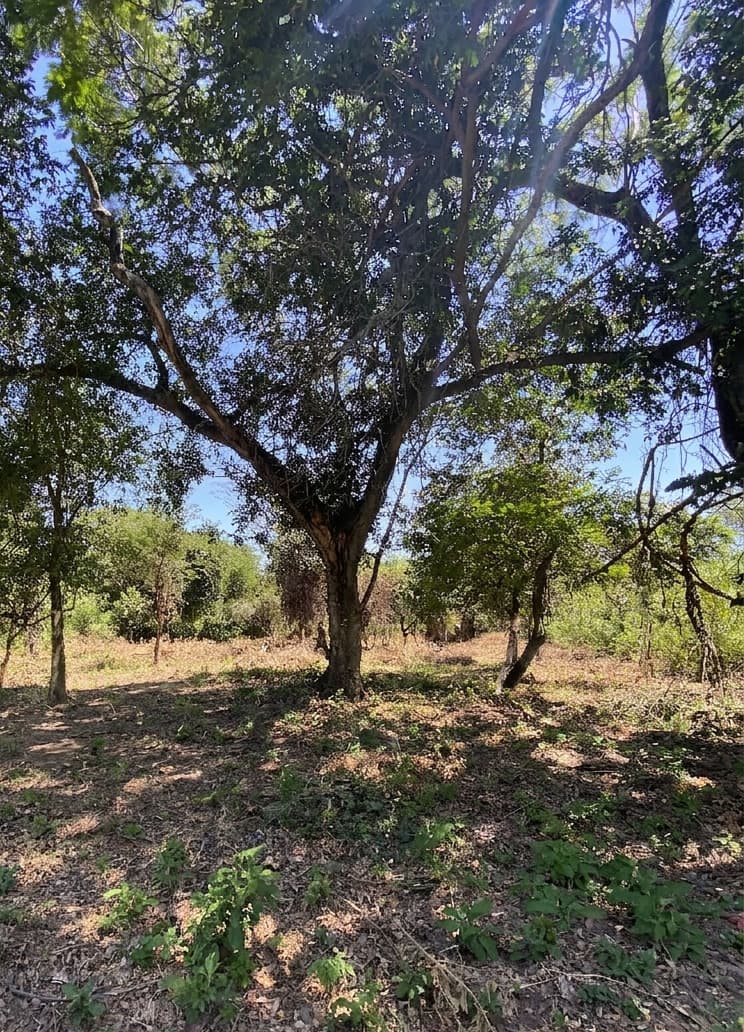 Vendo terreno en San Bernardino