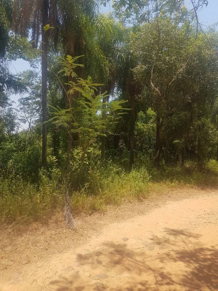 VENTA TERRENO EN SAN BERNNARDINO ZONA CIERVO CUA – 2