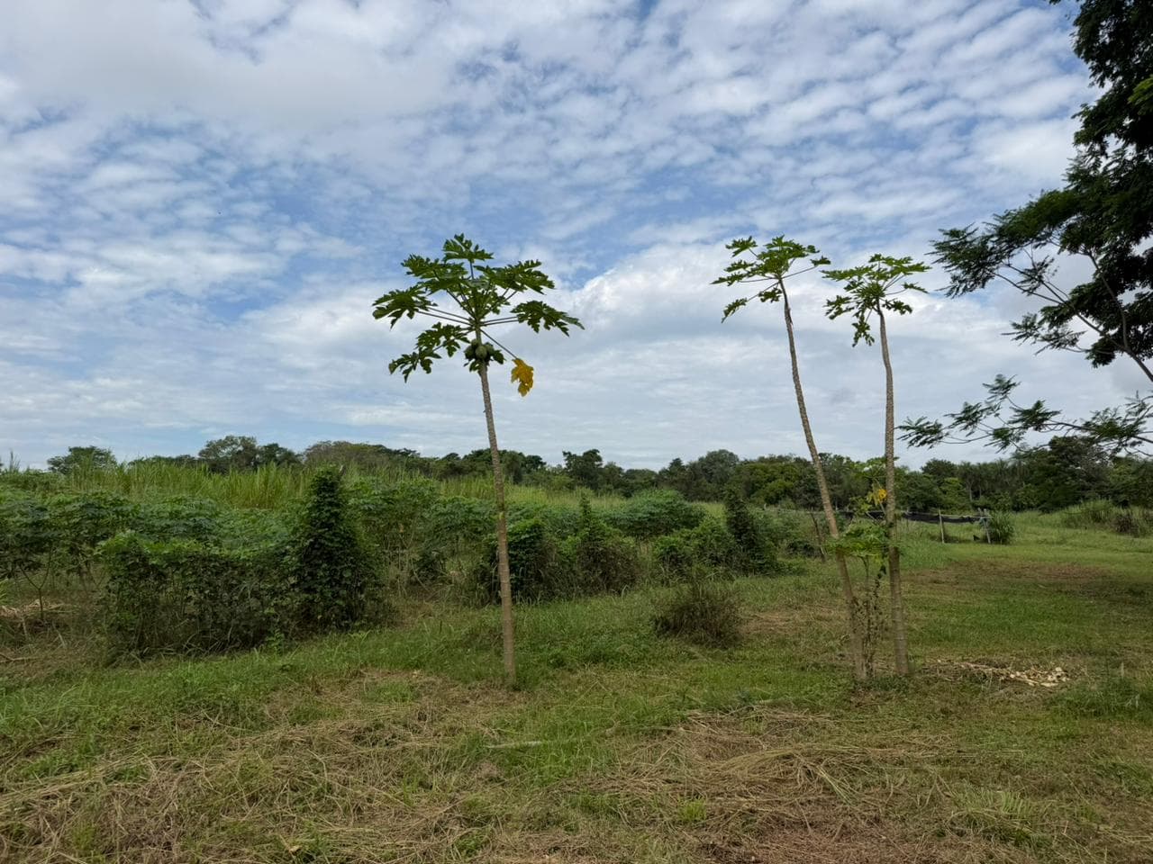 Granja De 15 Ha En Nueva Italia: Refugio Natural Con Arboles Frutales Y Nativos – 3