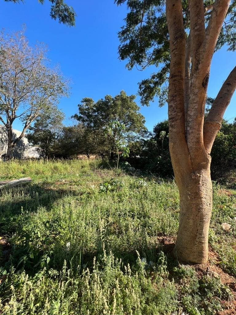 VENDO TERRENO EN LUQUE ISLA BOGAGO