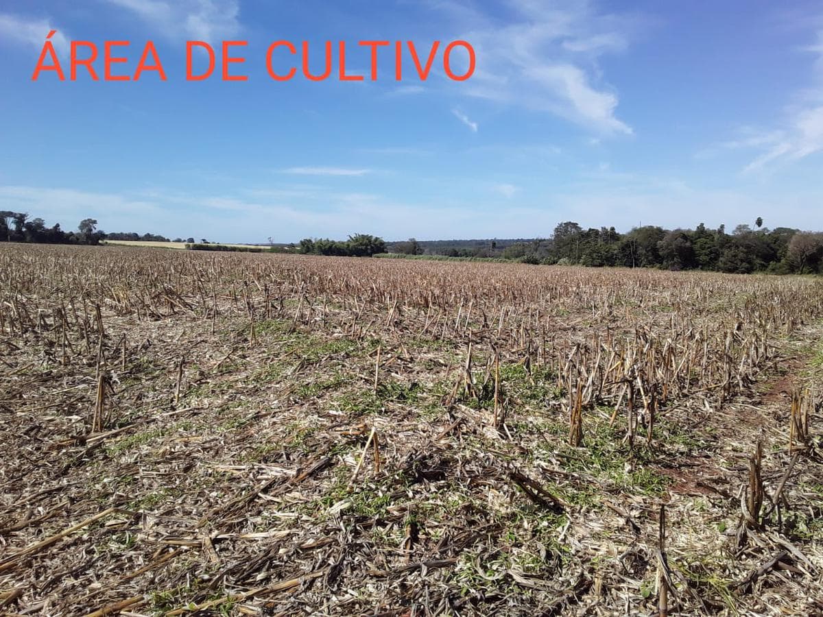 VENDO 44 HAS DE CAMPO MUNICIPIO RAUL ARSENIO OVIEDO A 35 KM (CAMPO 9) – 2
