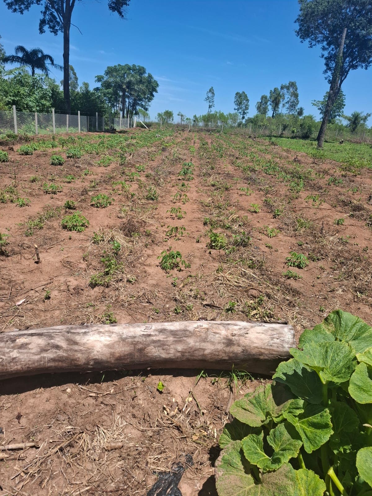 Vendo Propiedad De 6 Hectareas En Nueva Italia 140 Millones Por Hectareas. – 2