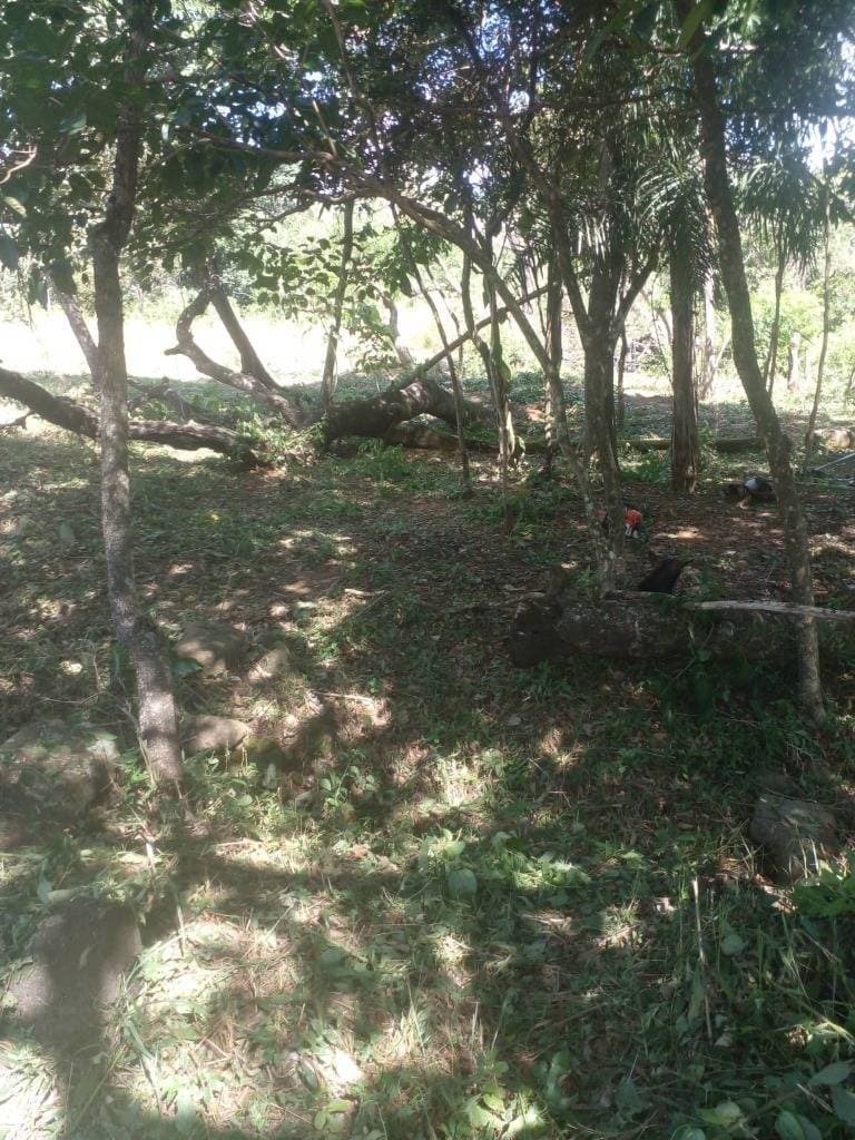VENDO TERRENO CON VISTA AL LAGO DE SAN BERNARDINO – 3