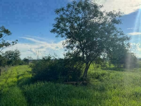 PROPIEDAD EN ARROYOS Y ESTEROS – 48 HECTÁREAS (16 hectáreas de pasto)* – 3
