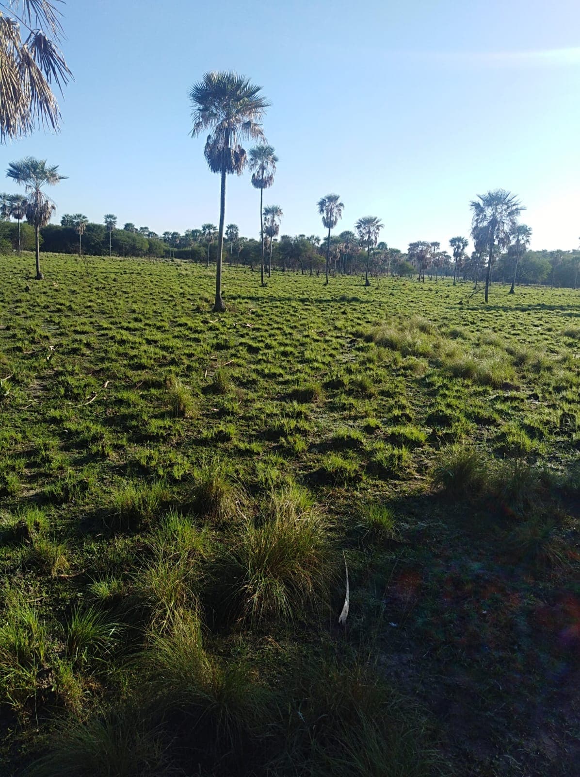 Vendo Estancia en Presidente Hayes 1906 has