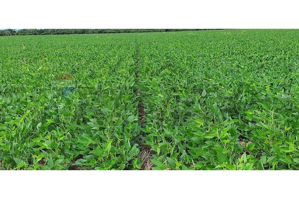Venta Estancia en Agua Dulce en Bahía Negra, Chaco Pyo – 3