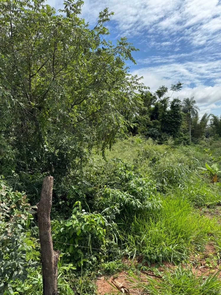 Terreno 2,5 ha en Yataity del Norte – Ideal para Agricultura – 2