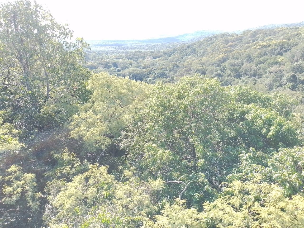 Vendo Propiedad de 10 hectáreas en Paraguari zona Mbatovi – 3