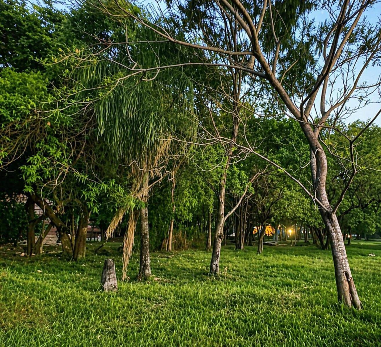 VENDO TERRENO EN SAN BERNARDINO