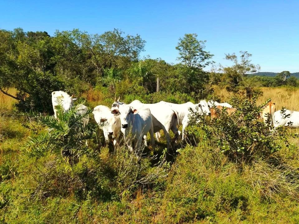 Oferta Vendo Estancia Formada En Caapucu A Tranquera Cerrada Con 150 Cabezas