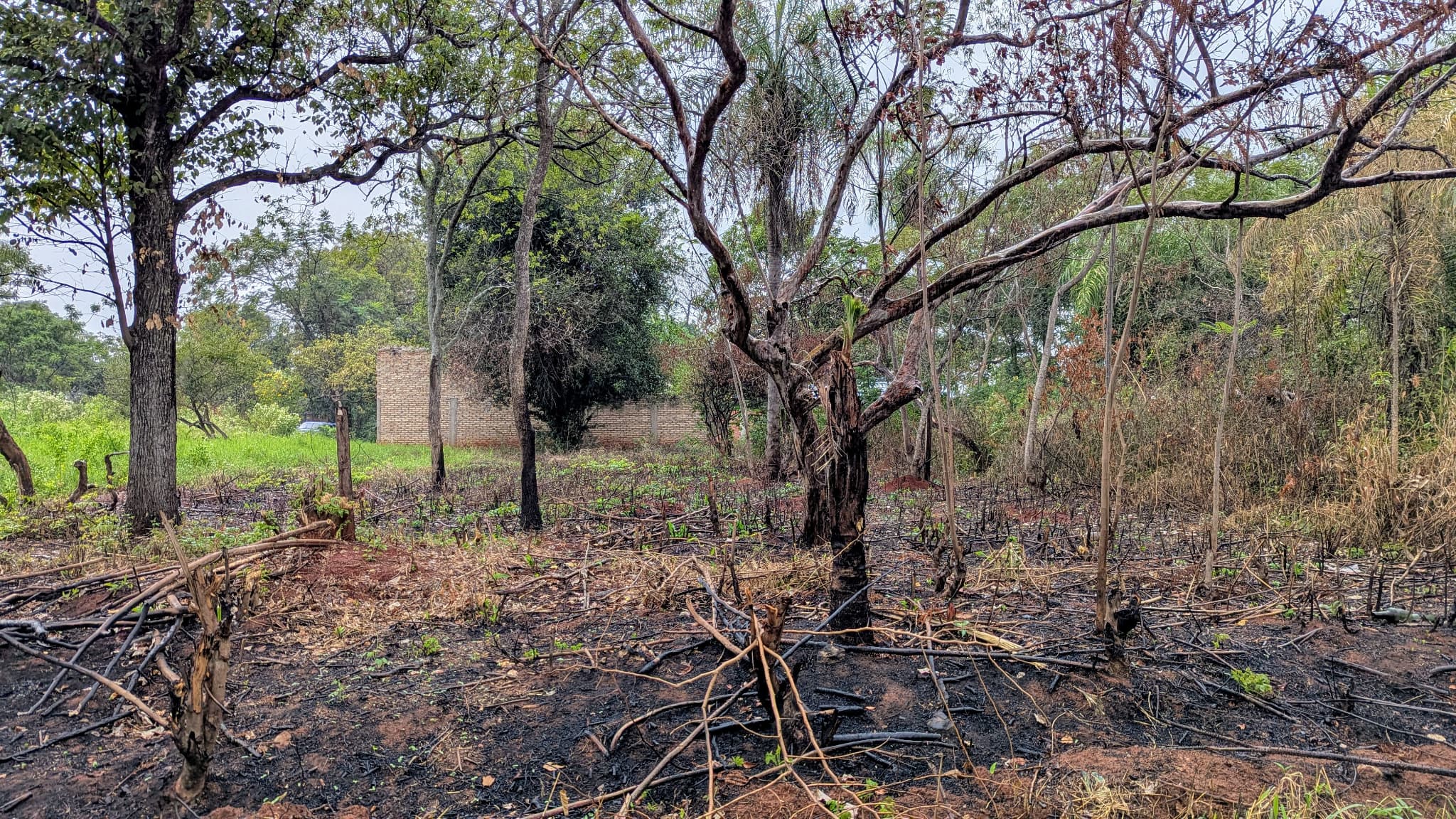 Vendo Terreno Detrás Del Vivero Pozo Azul - Luque – 2