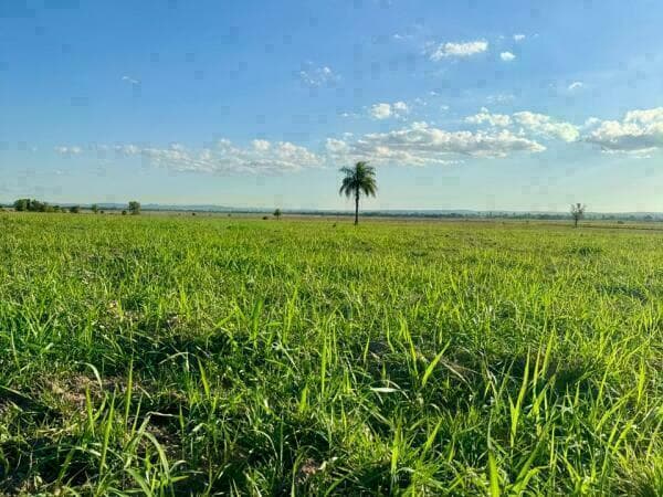 PROPIEDAD EN ARROYOS Y ESTEROS – 48 HECTÁREAS (16 hectáreas de pasto)* – 2