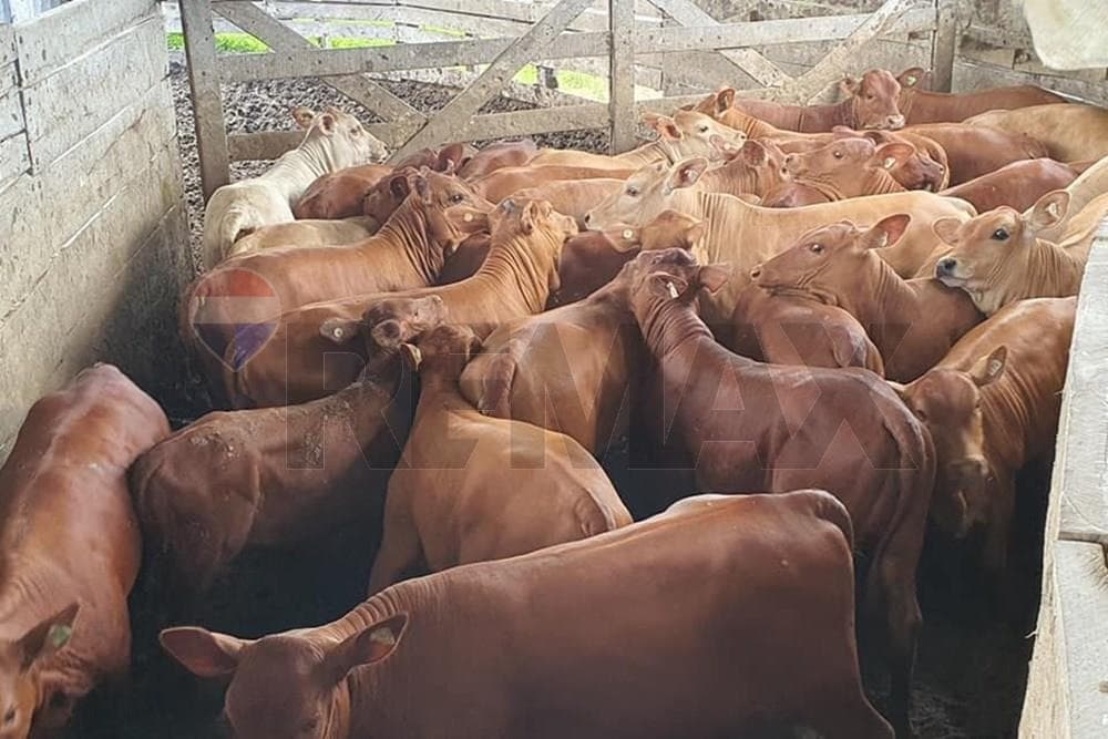 Venta Estancia en Agua Dulce en Bahía Negra, Chaco Pyo – 2