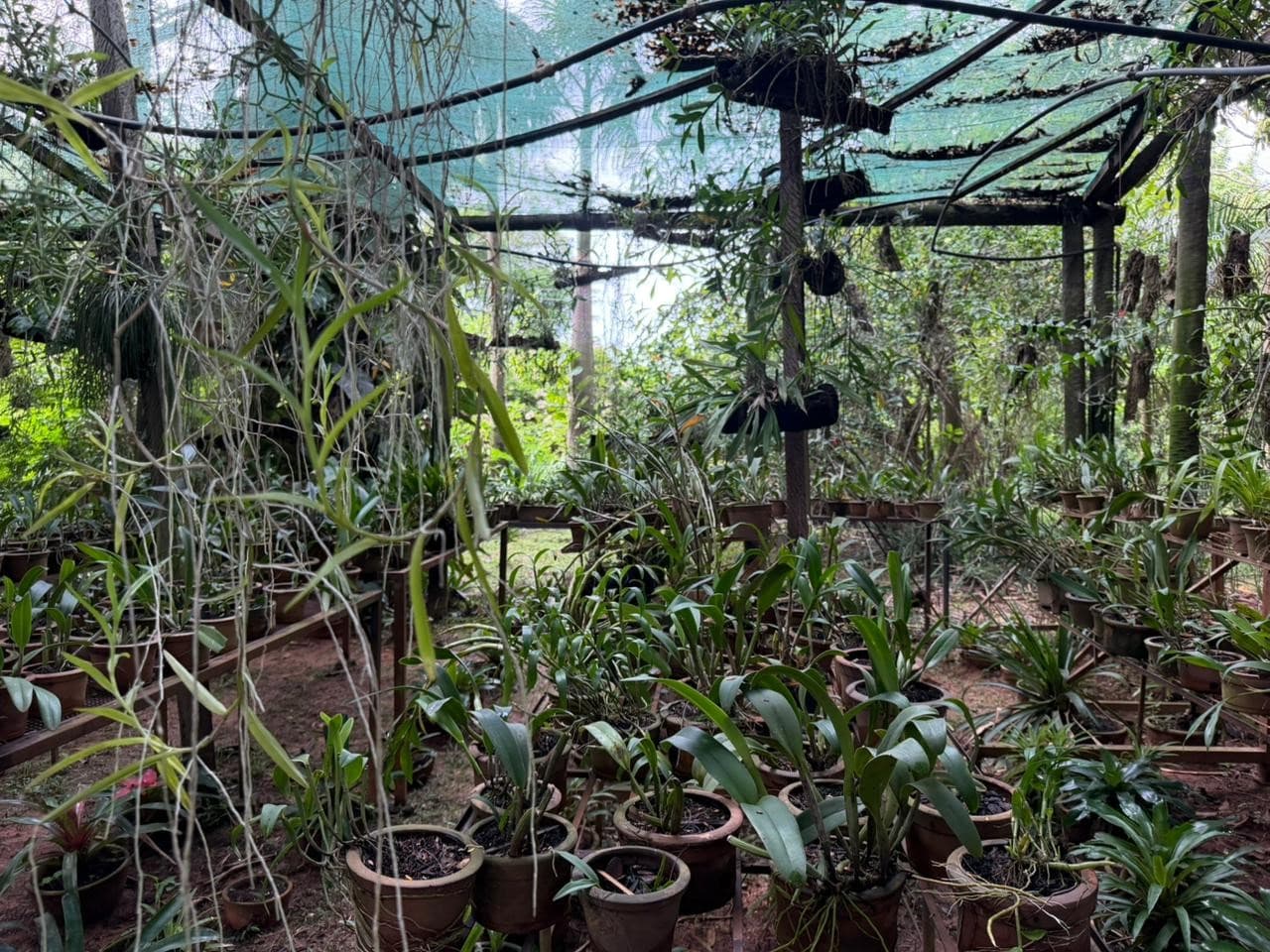 Granja De 15 Ha En Nueva Italia: Refugio Natural Con Arboles Frutales Y Nativos – 2