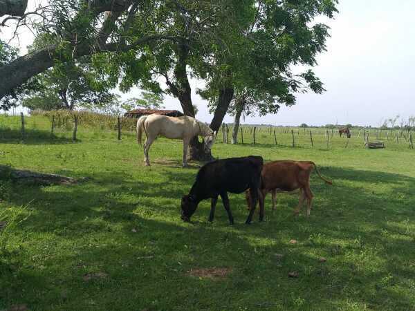 EN VENTA DE 411 HECTÁREAS EN ESTERO KANVA / SAN JUAN DE ÑEEMBUCU – 2