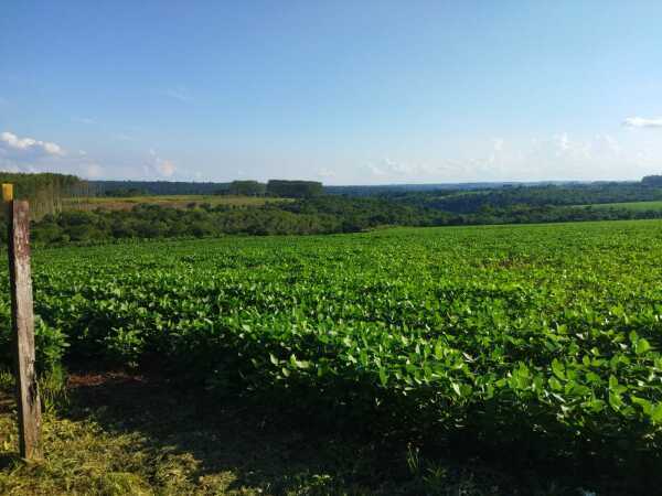 EN VENTA PROPIEDAD RURAL EN PRESIDENTE FRANCO – 2