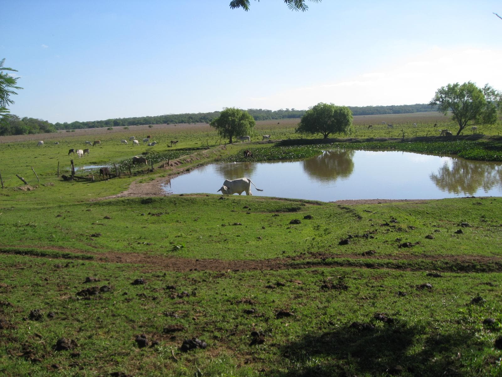 Campo en venta 54,2 ha en Tobatí Cordillera – 3