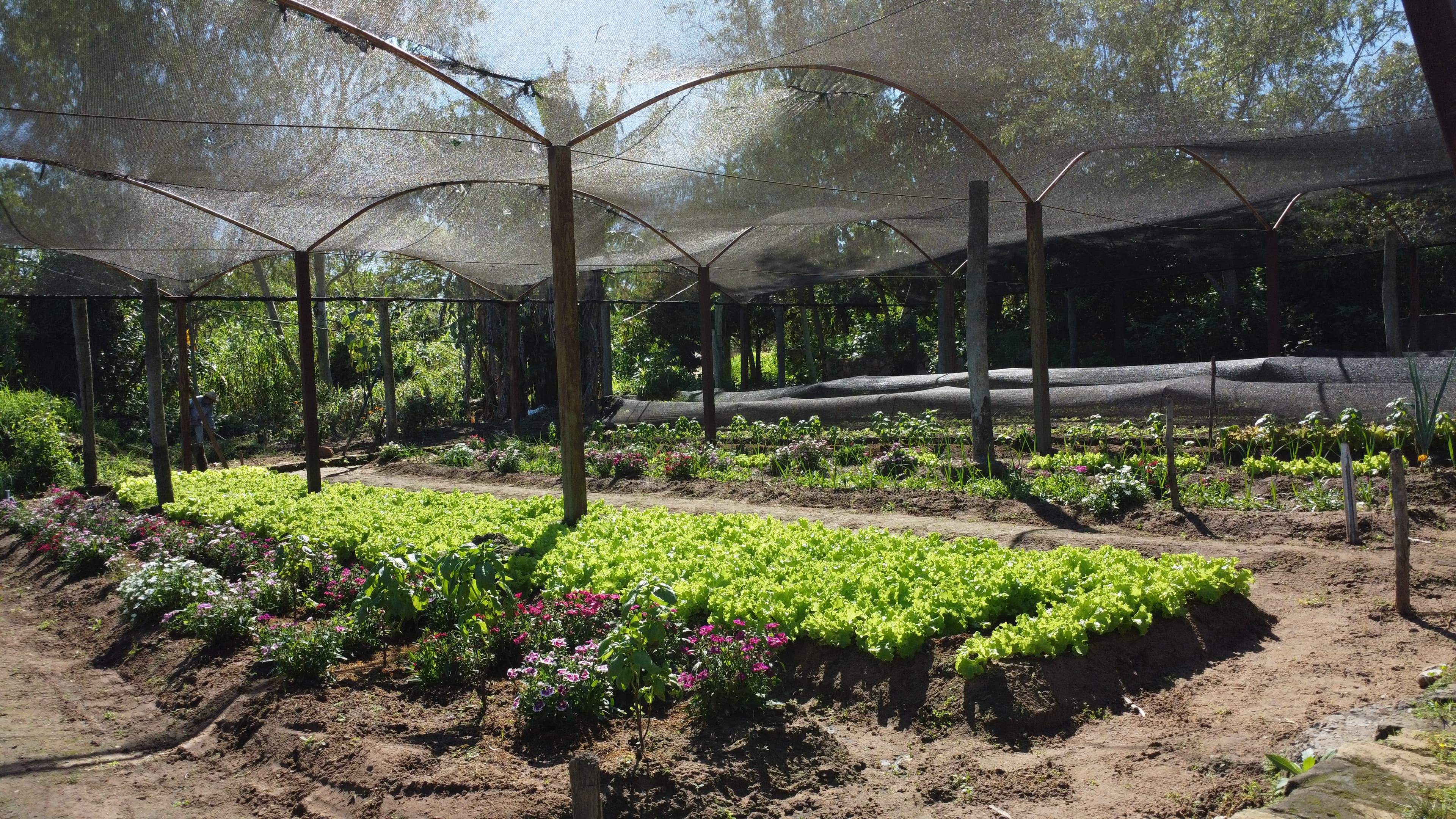 EN VENTA GRANJA DE HORTICULTURA ORGANICA – 3