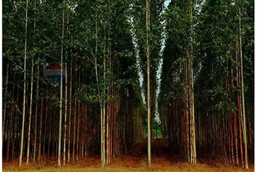ESTANCIA CON TERRENO DE 700.000 M2 EN CHORÉ-SAN PEDRO EN VENTA