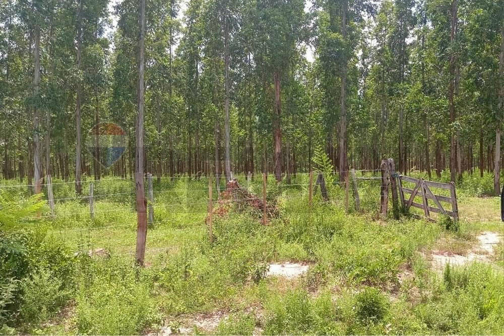 ESTANCIA CON TERRENO DE 700.000 M2 EN CHORÉ-SAN PEDRO EN VENTA – 2