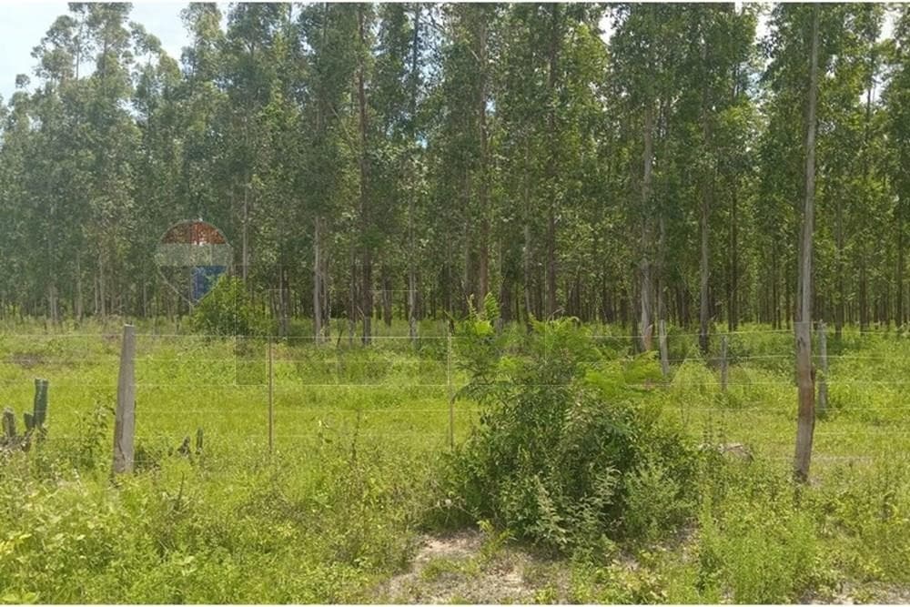 ESTANCIA CON TERRENO DE 700.000 M2 EN CHORÉ-SAN PEDRO EN VENTA – 3