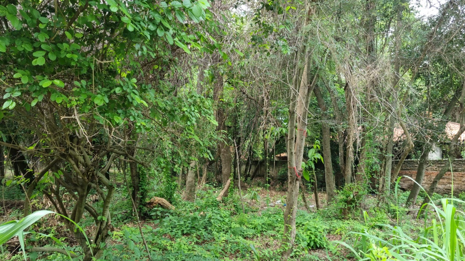 Vendo terrenos en Aregua! – 3