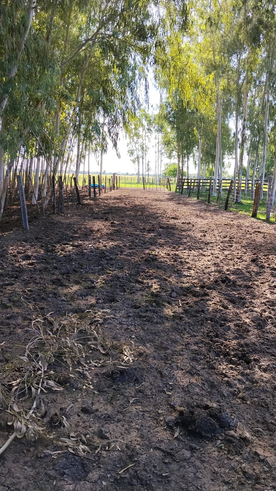 ESTANCIA/CAMPO DE 288 HECTÁREAS EN ARROYOS Y ESTEROS EN VENTA – 2
