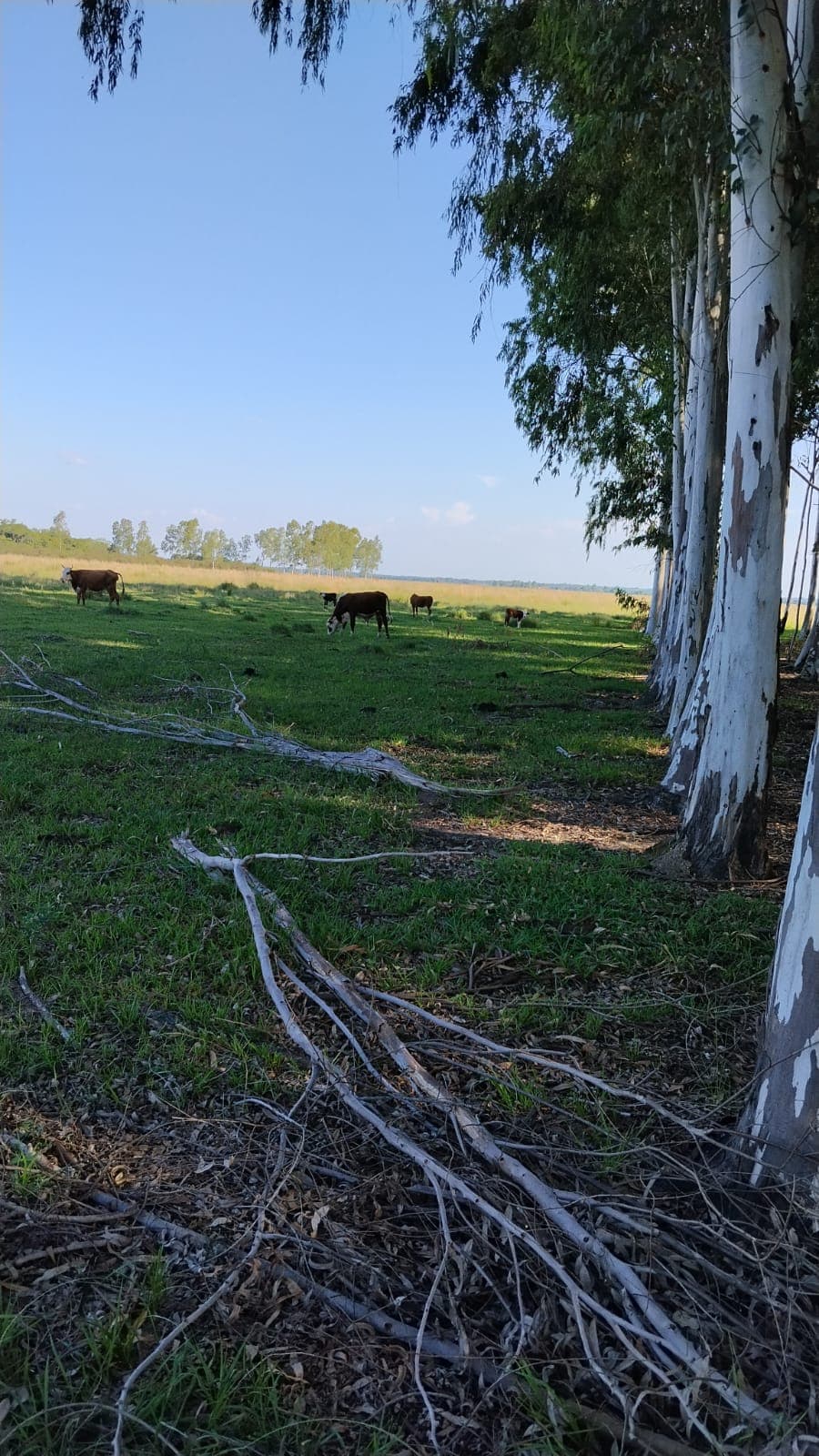 ESTANCIA/CAMPO DE 288 HECTÁREAS EN ARROYOS Y ESTEROS EN VENTA – 3